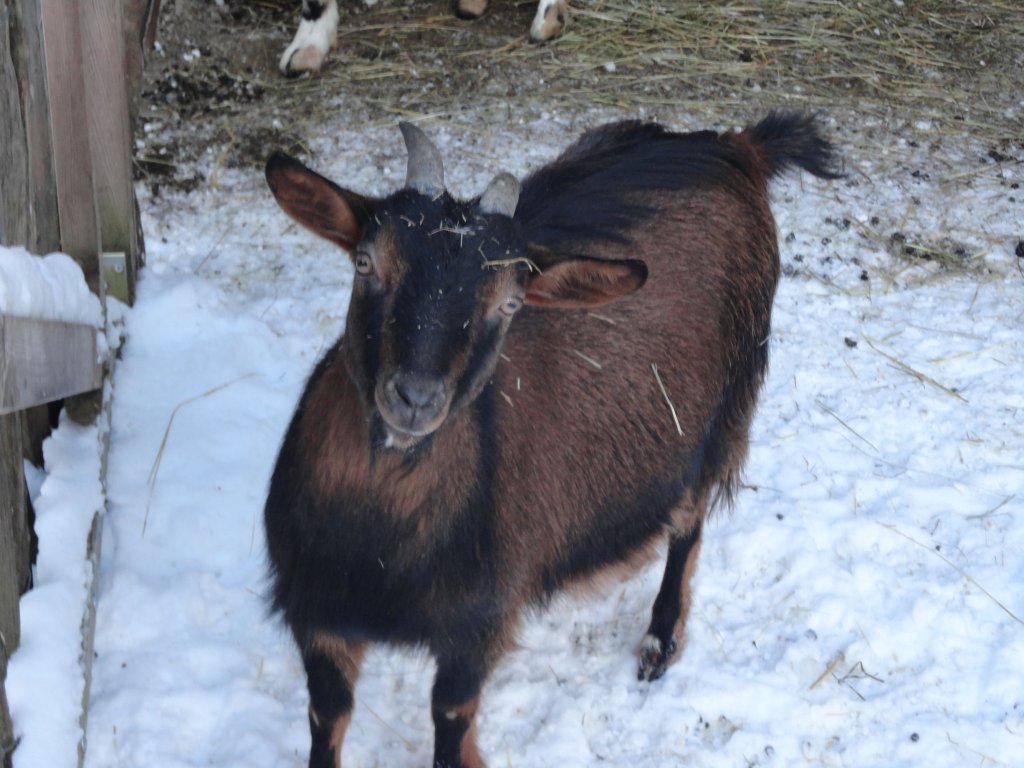 Tiererlebnispfad im Brandnertal